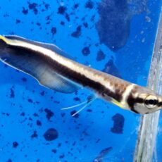 ブラックアロワナ　2026年1月入荷！