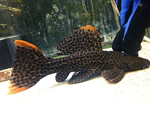 オレンジフィンレオパードトリムプレコ