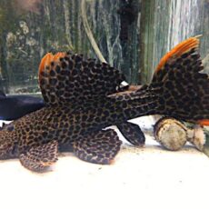 ローライマ　オレンジフィンレオパードトリムプレコ①Ｒ８年１月２３日入荷