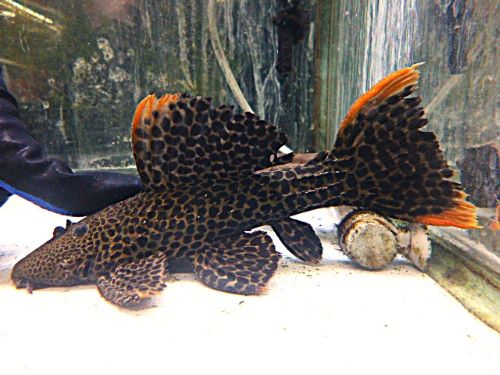 ローライマ　オレンジフィンレオパードトリムプレコ①Ｒ８年１月２３日入荷