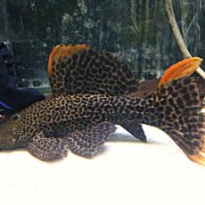 ローライマ　オレンジフィンレオパードトリムプレコ②２０２６年１月２３日入荷