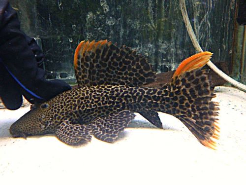 ローライマ　オレンジフィンレオパードトリムプレコ②２０２６年１月２３日入荷