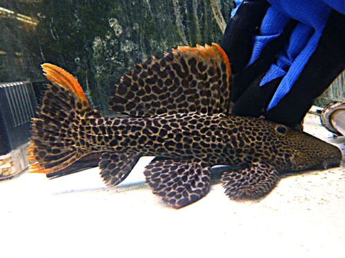オレンジフィンレオパードトリムプレコ