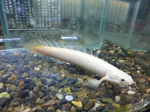 ポリプテルス　セネガルス