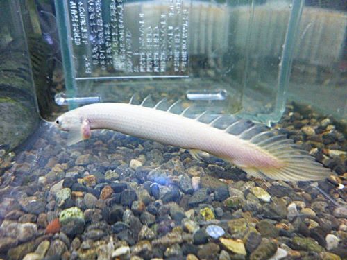 ポリプテルス　セネガルス