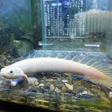 ポリプテルス　プラチナセネガルス　２０２６年１月３０日入荷