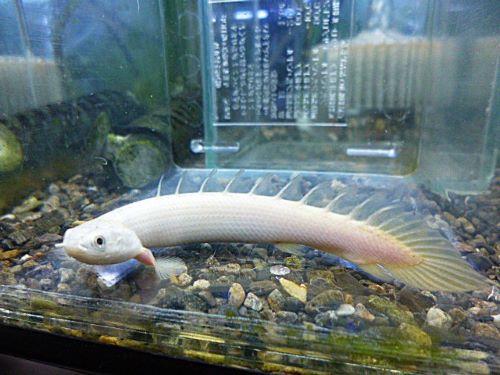 ポリプテルス　プラチナセネガルス　２０２６年１月３０日入荷