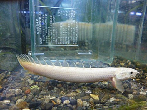 ポリプテルス　セネガルス