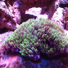 スターポリプ　メタグリーン　２０２６年２月１日撮影