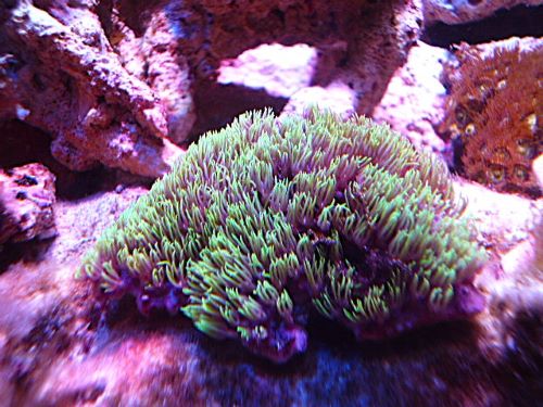 スターポリプ　メタグリーン　２０２６年２月１日撮影