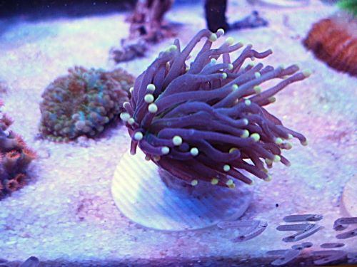 フラワーコーラル