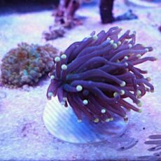 フラワーコーラル　ブラックトーチ　２０２６年２月１日撮影