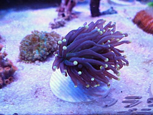 フラワーコーラル　ブラックトーチ　２０２６年２月１日撮影