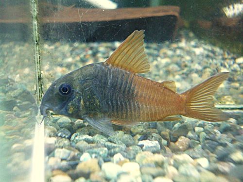 コリドラス　ビーコンコロール　２０２６年１月２３日入荷