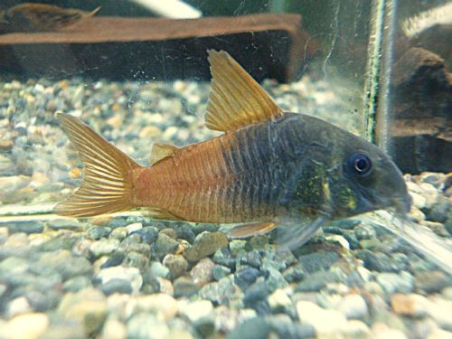 コリドラス　ビーコンコロール