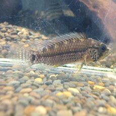 アピスト　フィールフレック　シングー　ペア　２０２６年１月３０日入荷