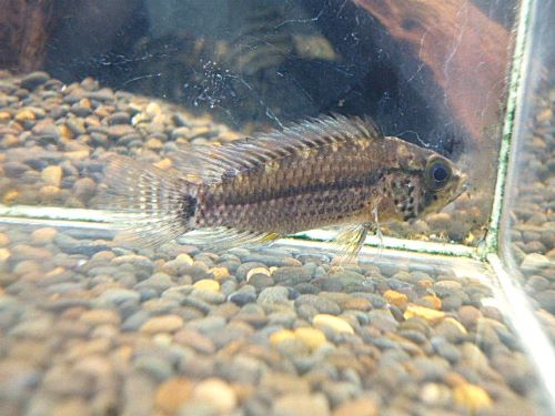 アピスト　フィールフレック　シングー　ペア　２０２６年１月３０日入荷