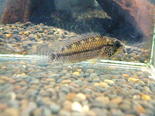 フィールフレック