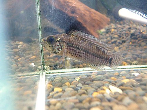 アピスト フィールフレック シングー ペア 2026年1月30日入荷 フィールフレック