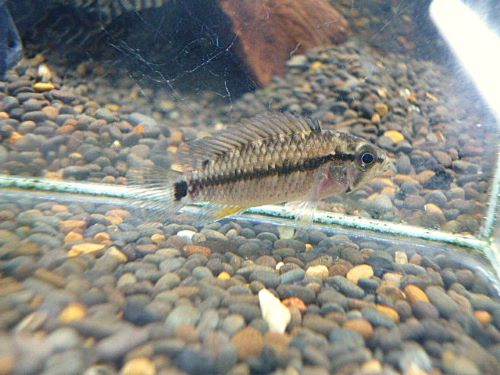 アピスト フィールフレック シングー ペア 2026年1月30日入荷 フィールフレック