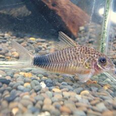 コリドラス　ニューバイオレット　２０２５年１１月１８日入荷