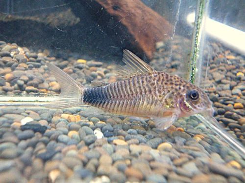 コリドラス　ニューバイオレット　２０２５年１１月１８日入荷