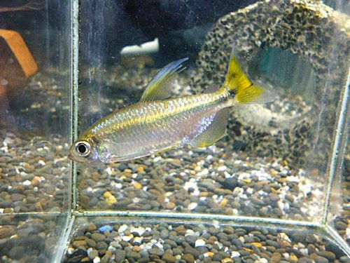 レッドテールサファイアコンゴテトラ　ペア　２０２６年１月２９日入荷