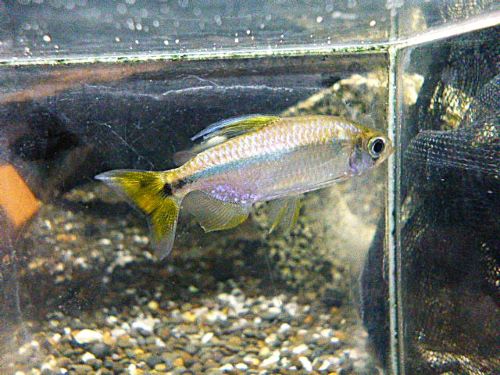 レッドテールサファイアコンゴテトラ