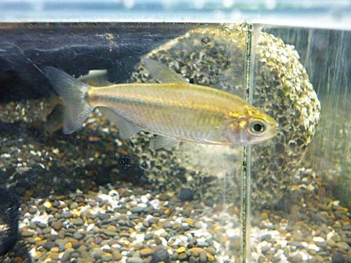 レッドテールサファイアコンゴテトラ