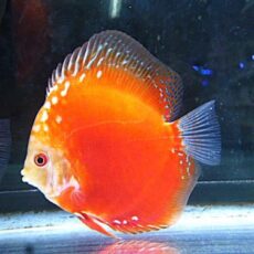 ラフレシアディスカス②　２０２５年１２月３０日入荷