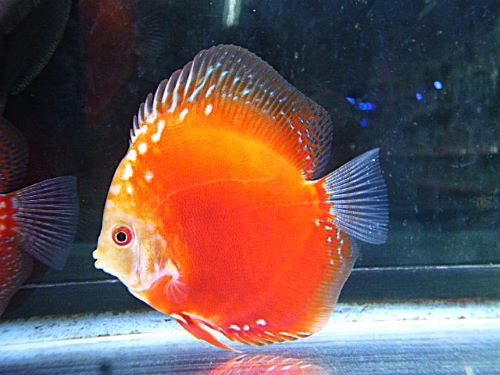 ラフレシアディスカス②　２０２５年１２月３０日入荷