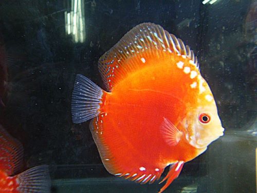 ラフレシア・ディスカス