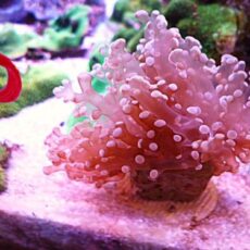 タコアシサンゴ　メタリックオレンジ　２０２６年２月２日撮影