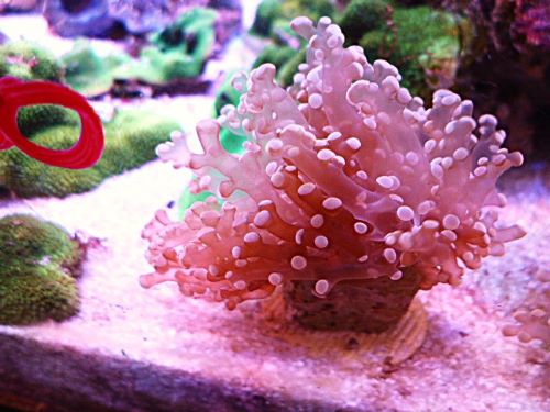 タコアシサンゴ　メタリックオレンジ　２０２６年２月２日撮影