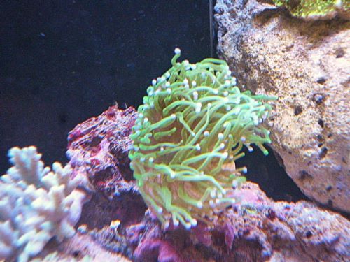 フラワーコーラル