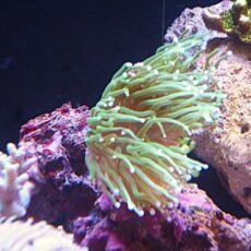 フラワーコーラル　メタグリーントーチ　２０２６年２月２日撮影