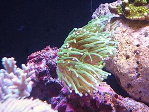 フラワーコーラル　メタグリーントーチ　２０２６年２月２日撮影