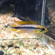 アピスト　アガシジ　ティグレ　ペア　２０２６年１月２７日入荷