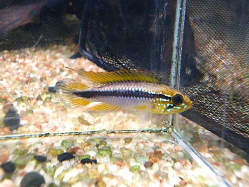 アピスト　アガシジ　ティグレ　ペア　２０２６年１月２７日入荷