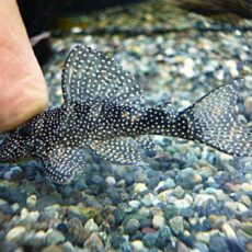 Ｓｐ．メニースポットペコルティア　２０２６年１月２９日入荷