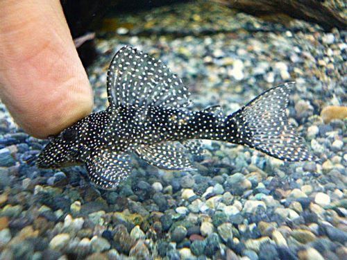 Ｓｐ．メニースポットペコルティア　２０２６年１月２９日入荷