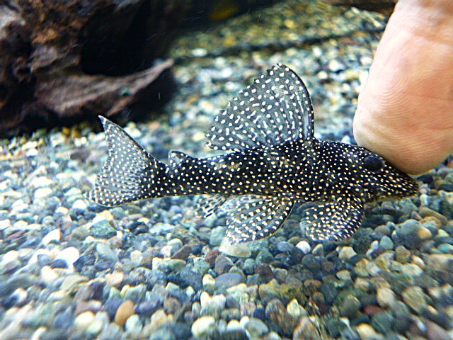 Ｓｐ．メニースポットペコルティア