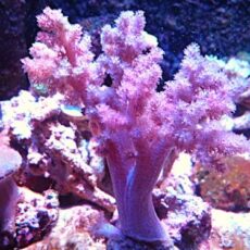 チヂミトサカ　パープル　２０２６年２月３日撮影