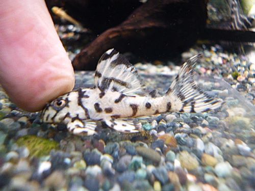 メガクラウンプレコ　ドンキーフェイス　２０２６年１月２９日入荷