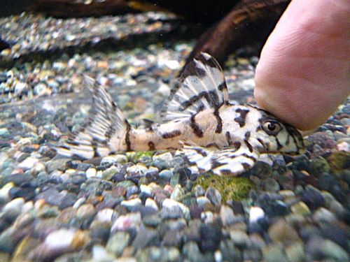 メガクラウンプレコ