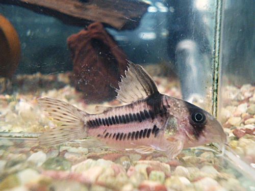 コリドラス　スーパーアンチェスター