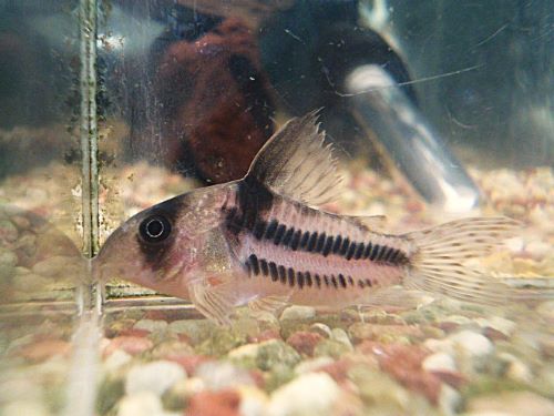 コリドラス　スーパーアンチェスター①　２０２６年１月３０日入荷