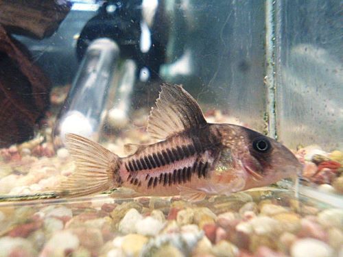 コリドラス　スーパーアンチェスター