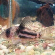 コリドラス　スーパーアンチェスター②　２０２６年１月３０日入荷