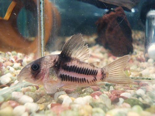 コリドラス　スーパーアンチェスター②　２０２６年１月３０日入荷